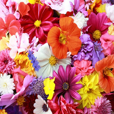 HRANA I ZDRAVLJE (Veljača 2018)